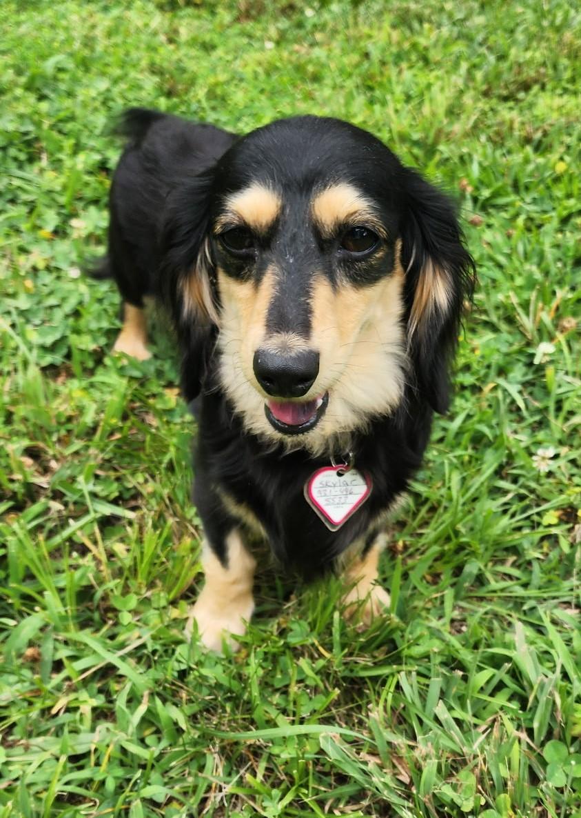 Enlarge Skylar in TN, a ADOPTABLE Dachshund (Long Haired) in Alcoa, TN image 1/5