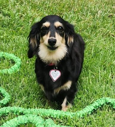 Enlarge Skylar in TN, a ADOPTABLE Dachshund (Long Haired) in Alcoa, TN image 3/5