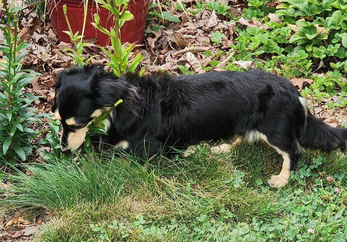 Enlarge Skylar in TN, a ADOPTABLE Dachshund (Long Haired) in Alcoa, TN image 2/5