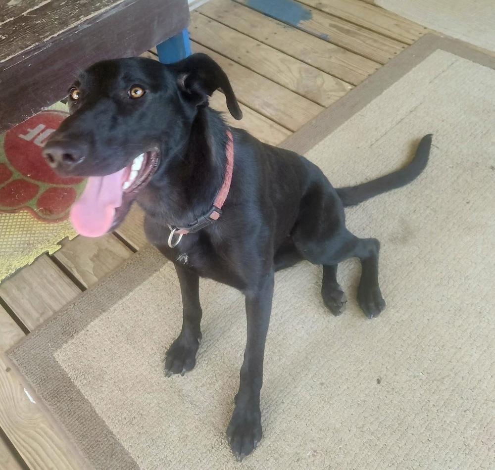 Voodoo, Adoptable, Young Female Labrador Retriever & Great Dane.