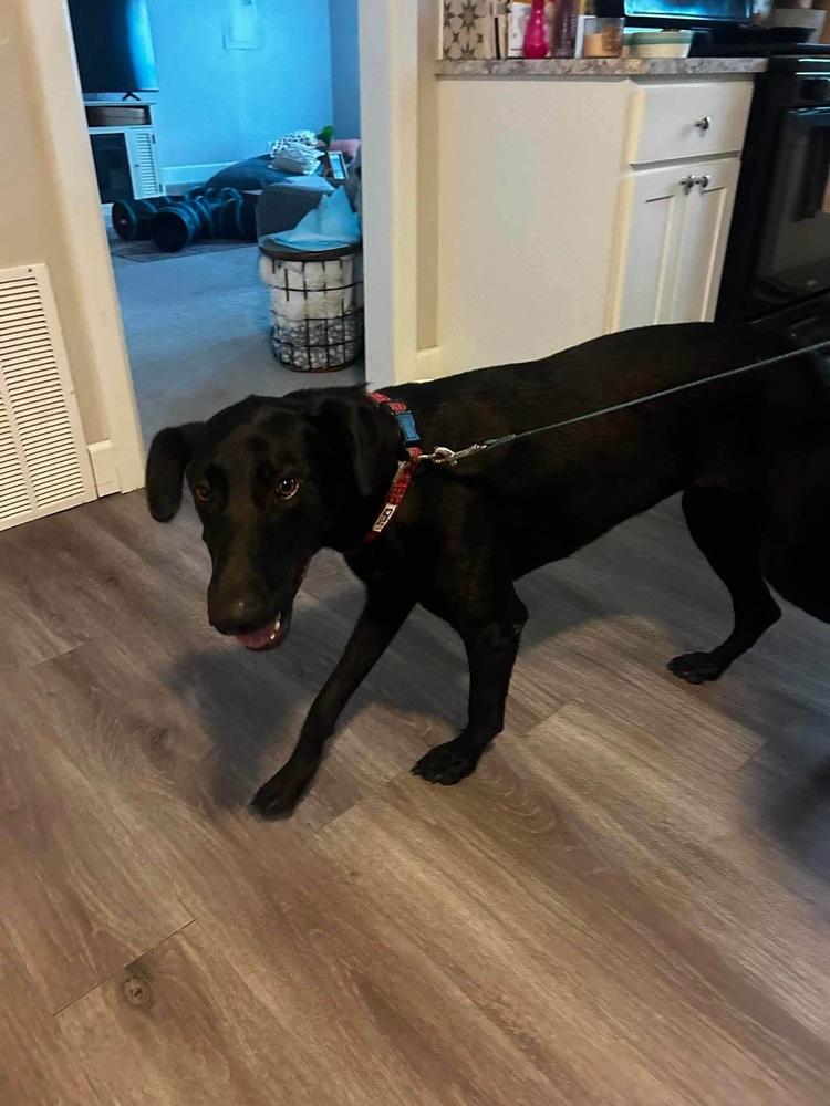 Enlarge Voodoo, a Adoptable mixed breed in Shawnee, OK image 2/2