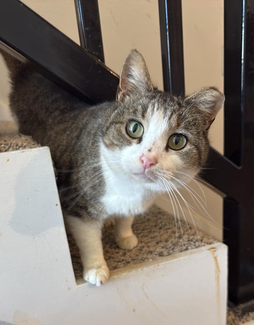 Dottie, Adult Female Domestic Short Hair
