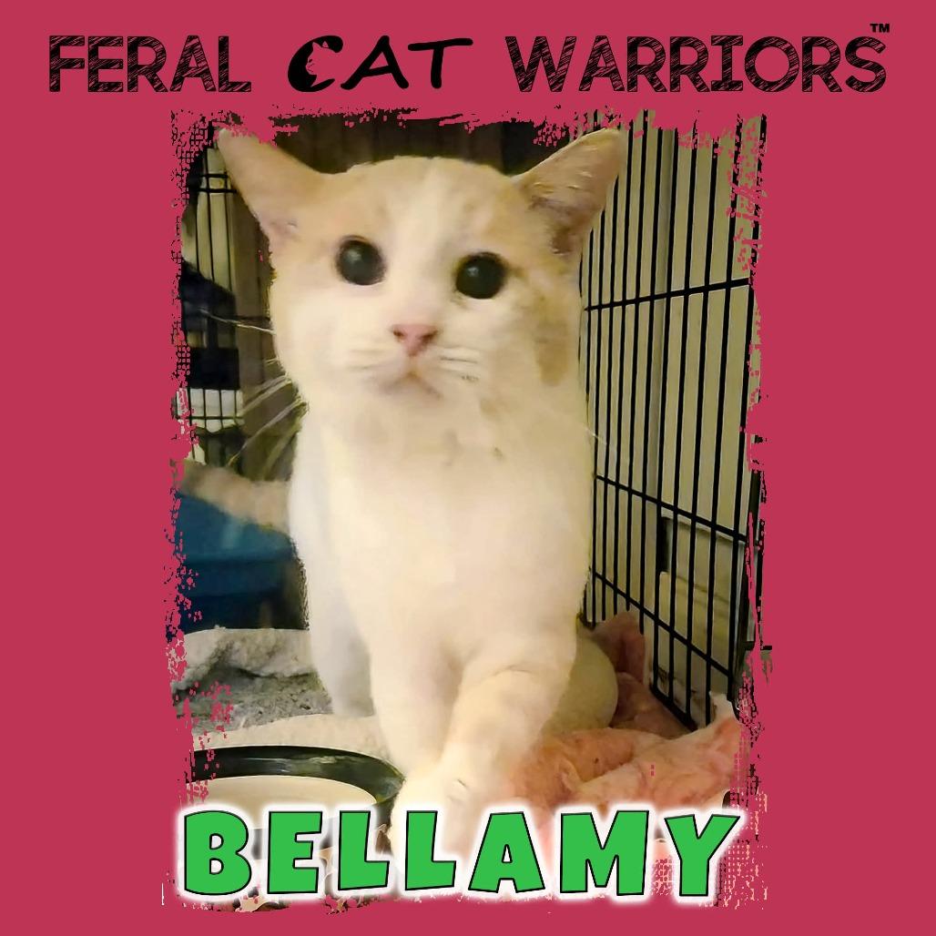 Bellamy, Adoptable, Adult Male Domestic Short Hair.