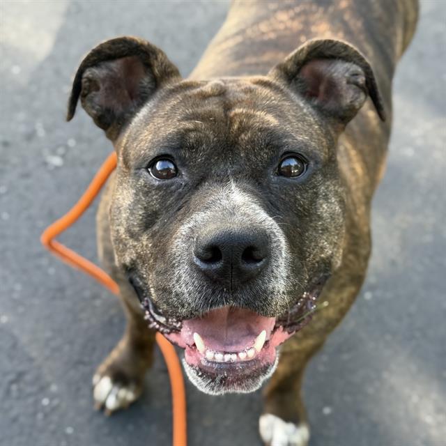 QUEENIE, Adoptable, Adult Female Pit Bull Terrier & Mixed Breed.