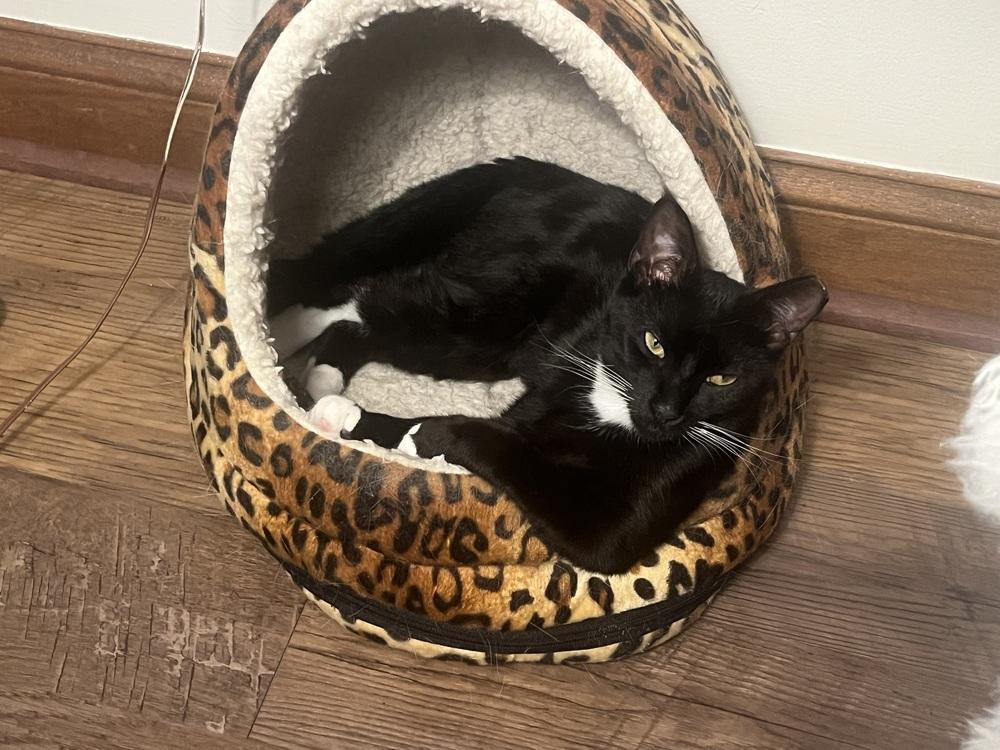 Guinness, Adoptable, Young Male Domestic Short Hair.