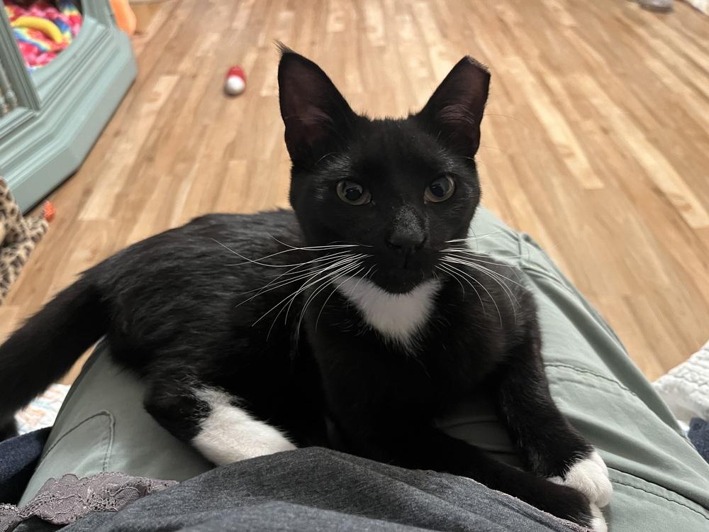 Enlarge Guinness, a Adoptable Domestic Short Hair in Dayton, OH image 2/4