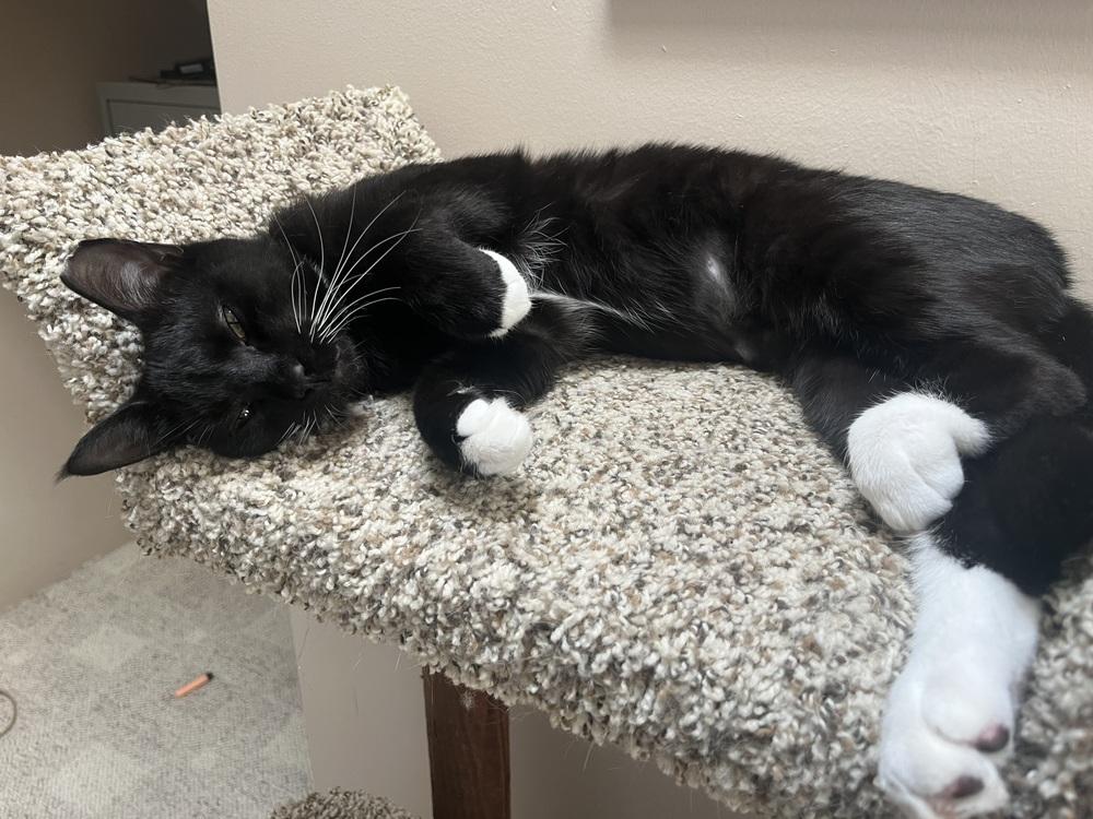 Guinness, a Adoptable Domestic Short Hair in Dayton, OH image 3/6