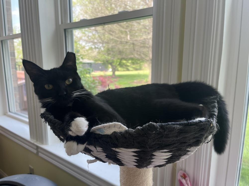 Enlarge Guinness, a Adoptable Domestic Short Hair in Dayton, OH image 3/4