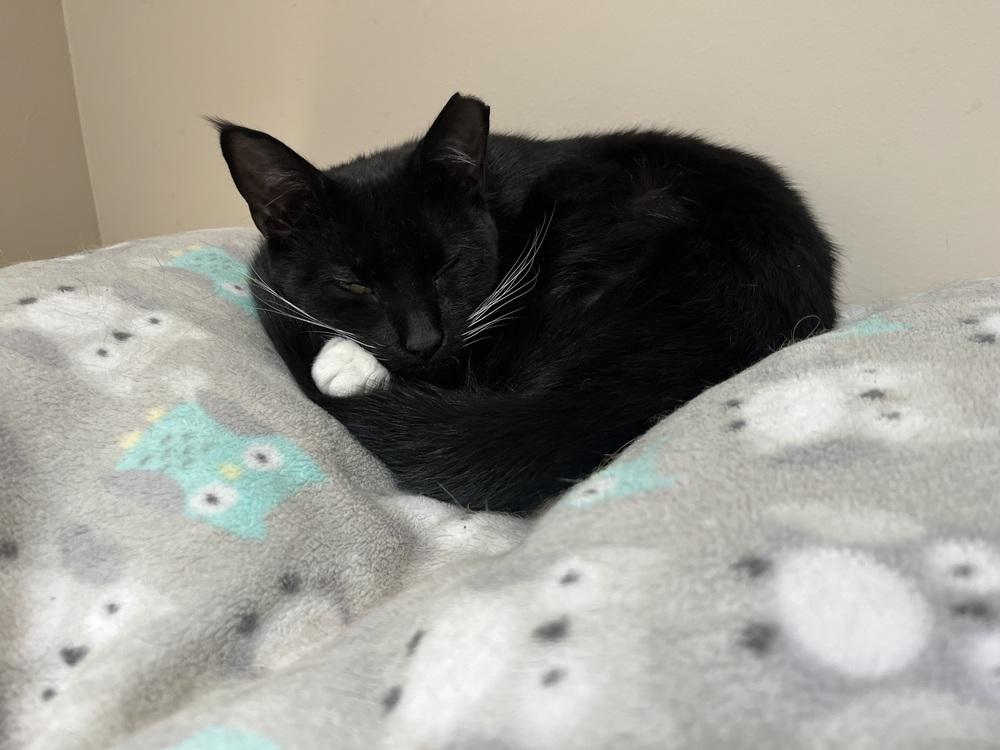 Enlarge Guinness, a Adoptable Domestic Short Hair in Dayton, OH image 4/4