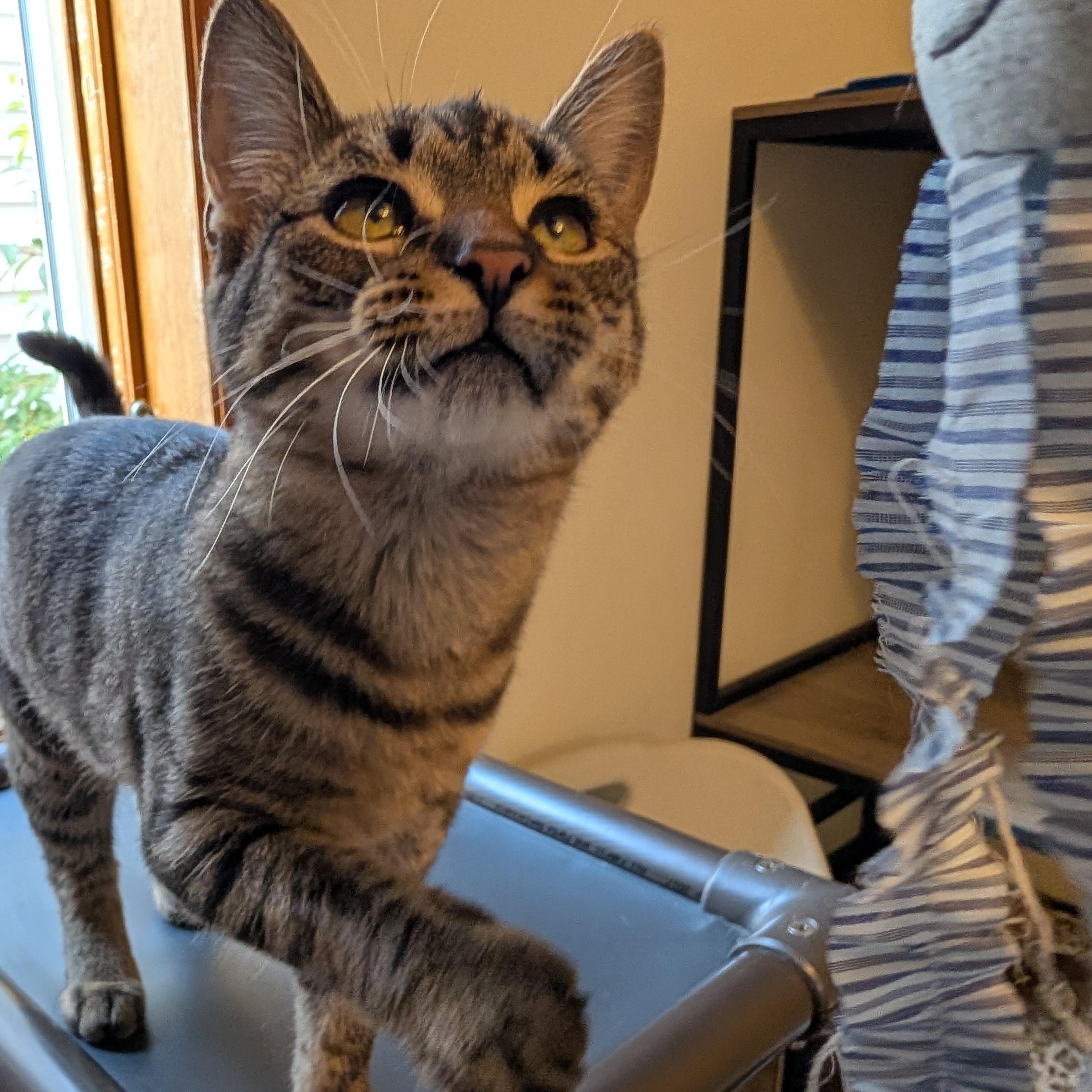 Enlarge Louise, a Adopted Domestic Short Hair in Manistique, MI image 2/3