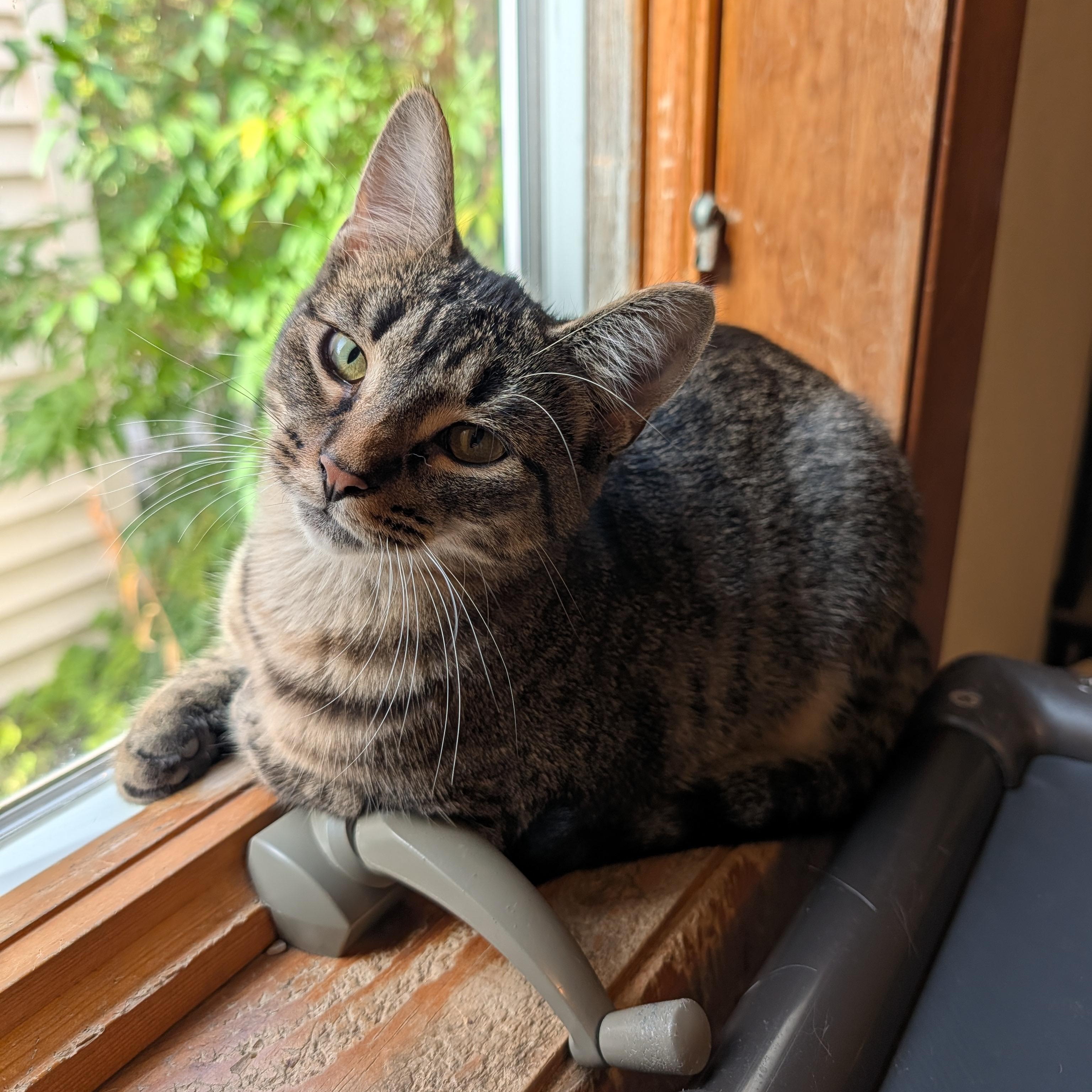 Louise, Adopted, Young Female Domestic Short Hair.