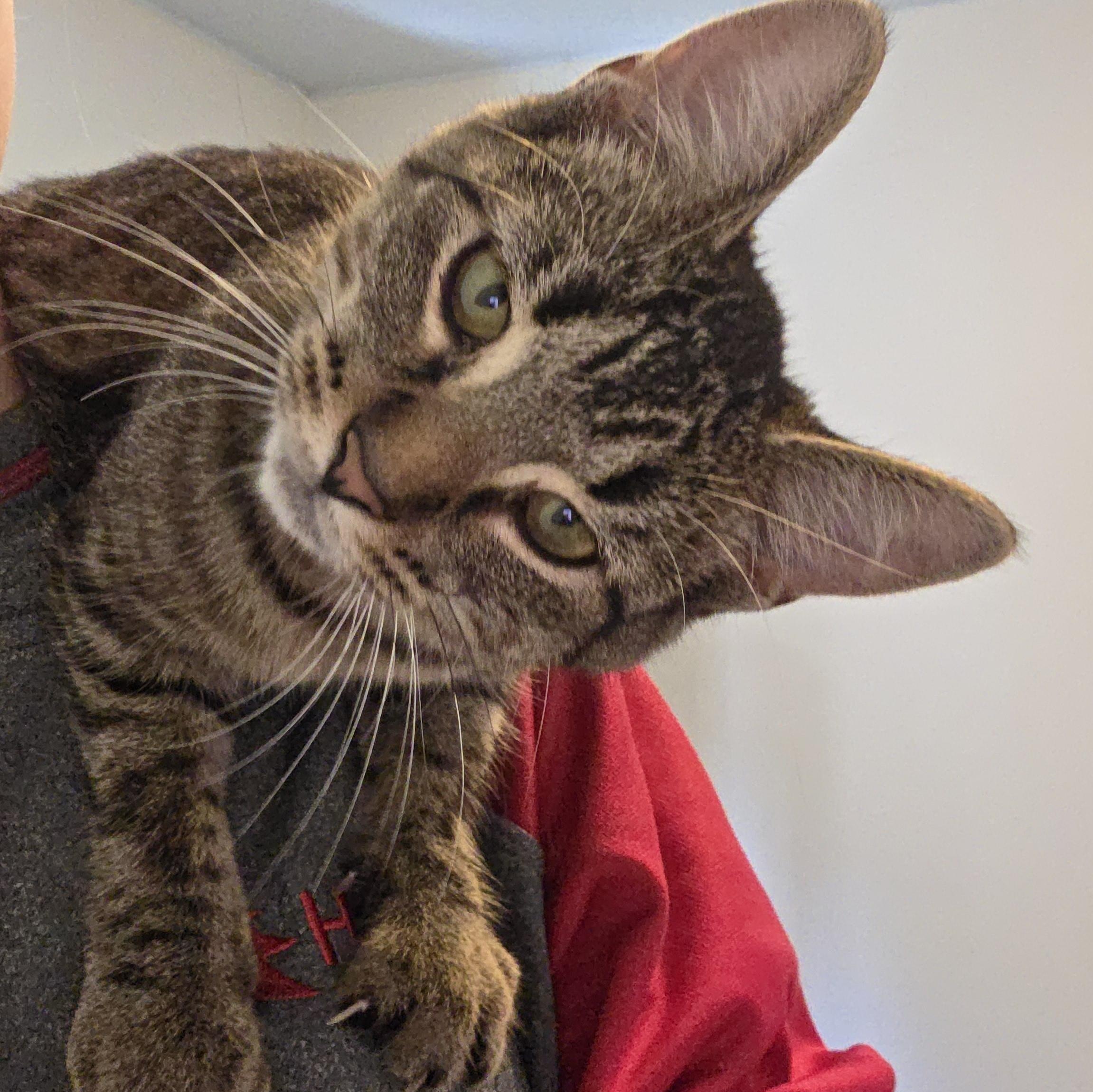 Enlarge Louise, a Adopted Domestic Short Hair in Manistique, MI image 3/3