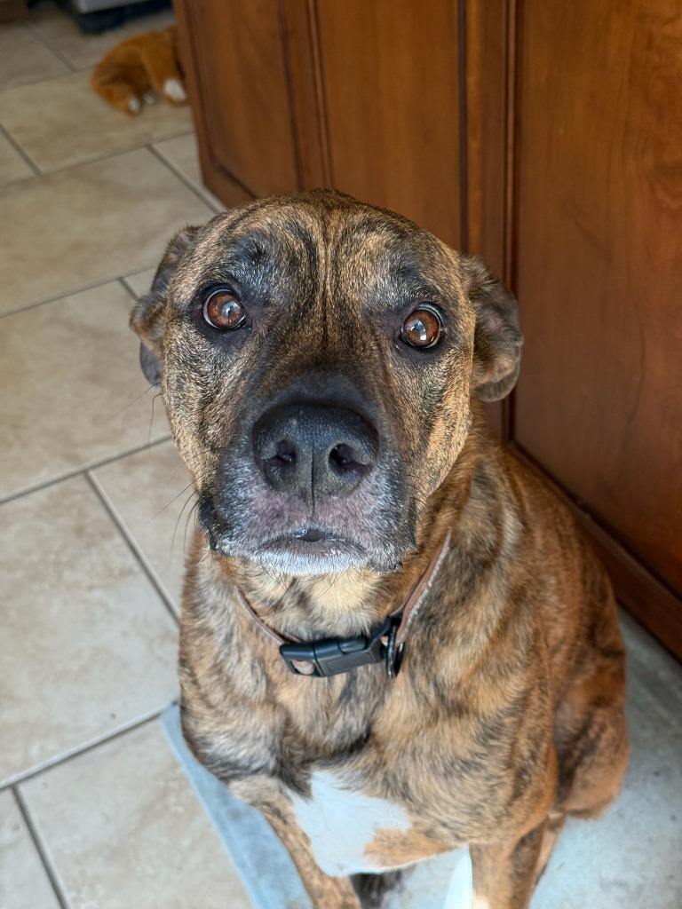 Dobby, Adopted, Adult Male Boxer & Shepherd.