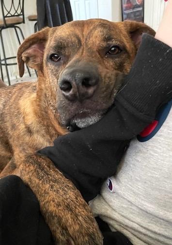 Dobby, a Adopted mixed breed in Arlington, TX image 2/6