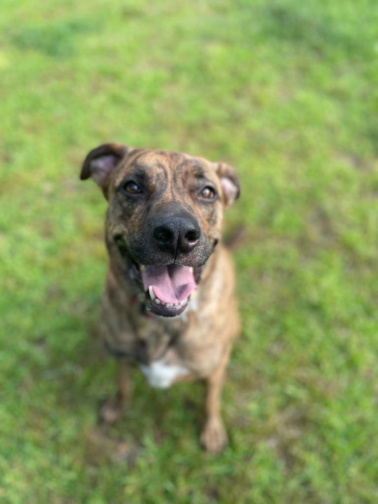 Dobby, a Adopted mixed breed in Arlington, TX image 3/6