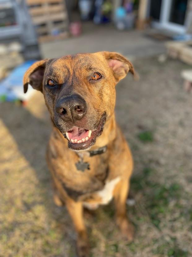 Dobby, a Adopted mixed breed in Arlington, TX image 4/6