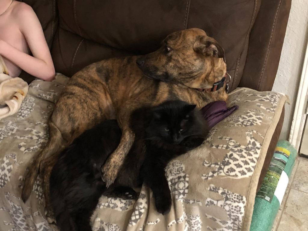 Dobby, a Adopted mixed breed in Arlington, TX image 5/6