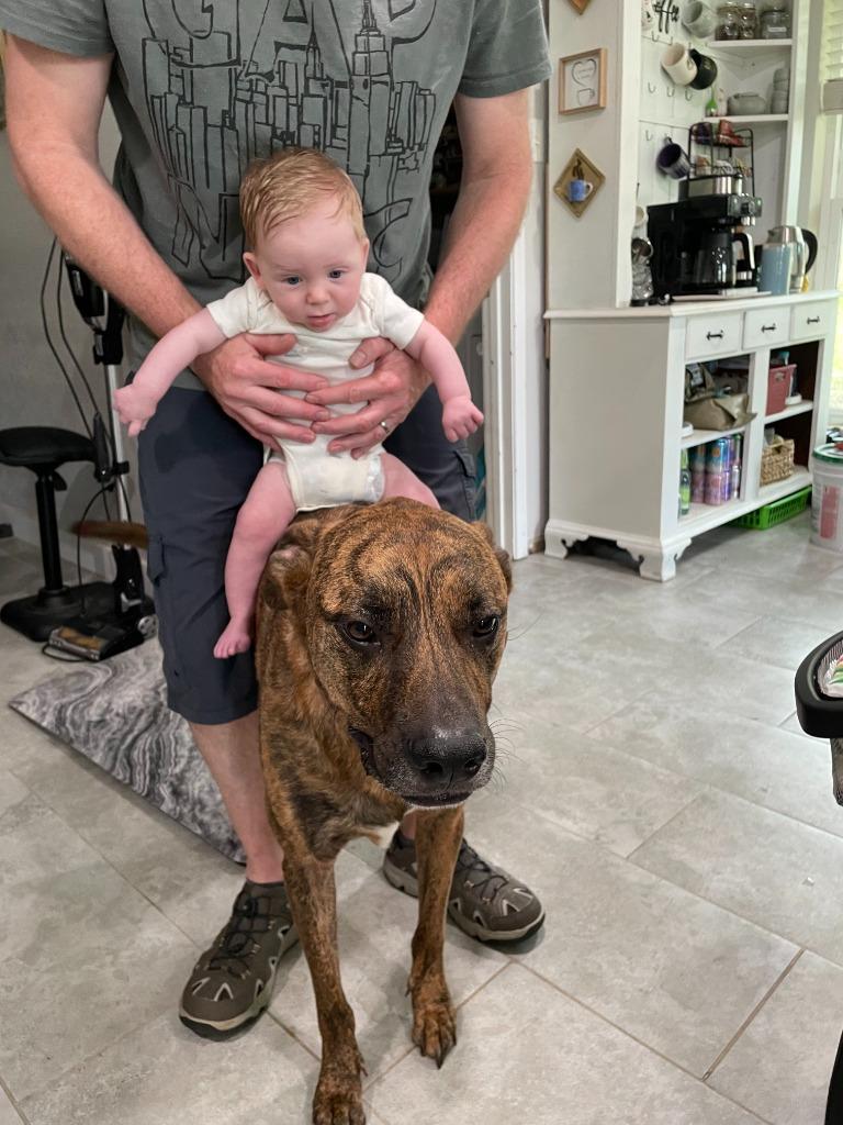 Dobby, a Adopted mixed breed in Arlington, TX image 6/6