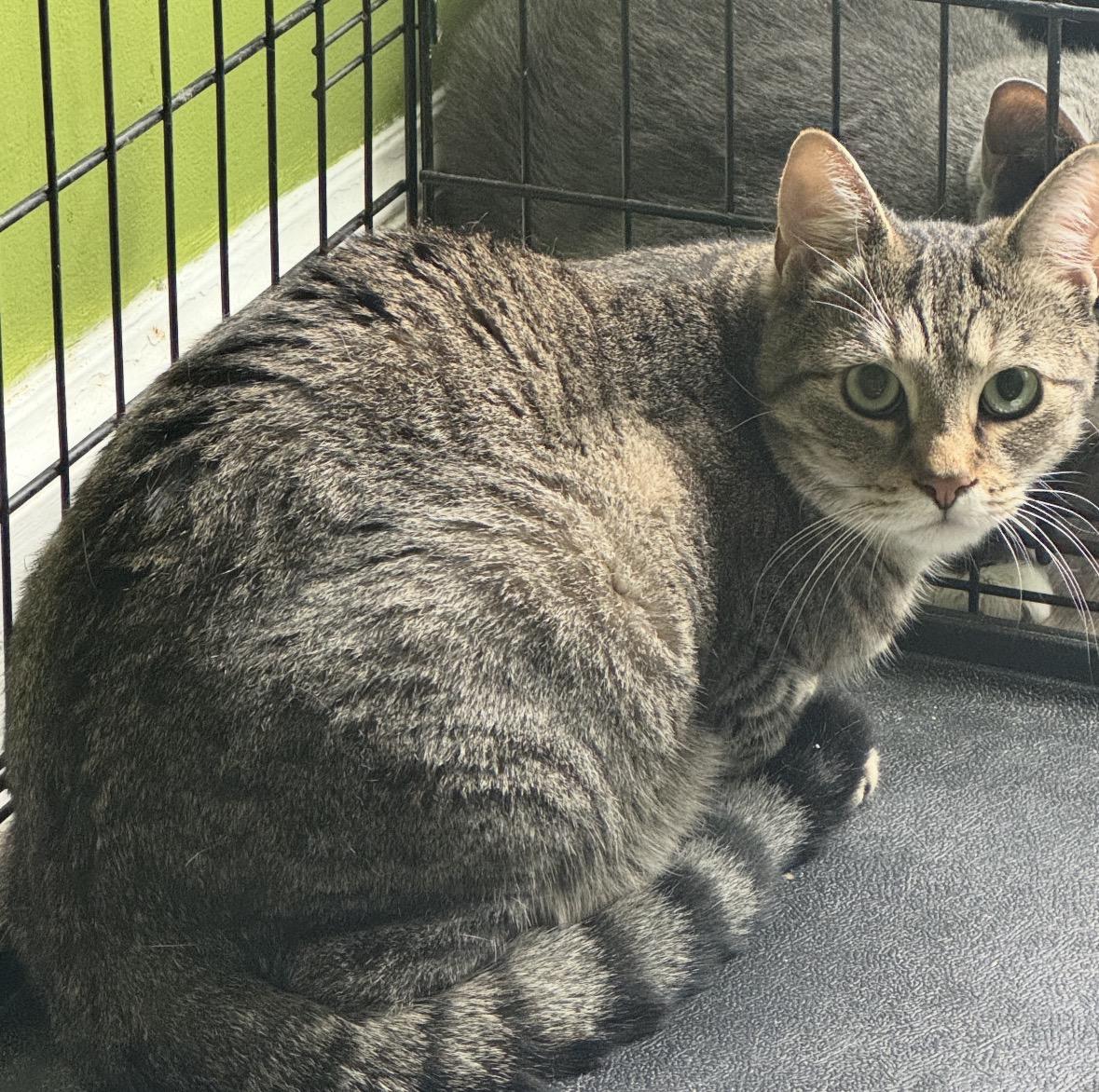 Enlarge Billy ( Silly, friendly & fun), a ADOPTABLE Domestic Short Hair in Staten Island, NY image 1/4