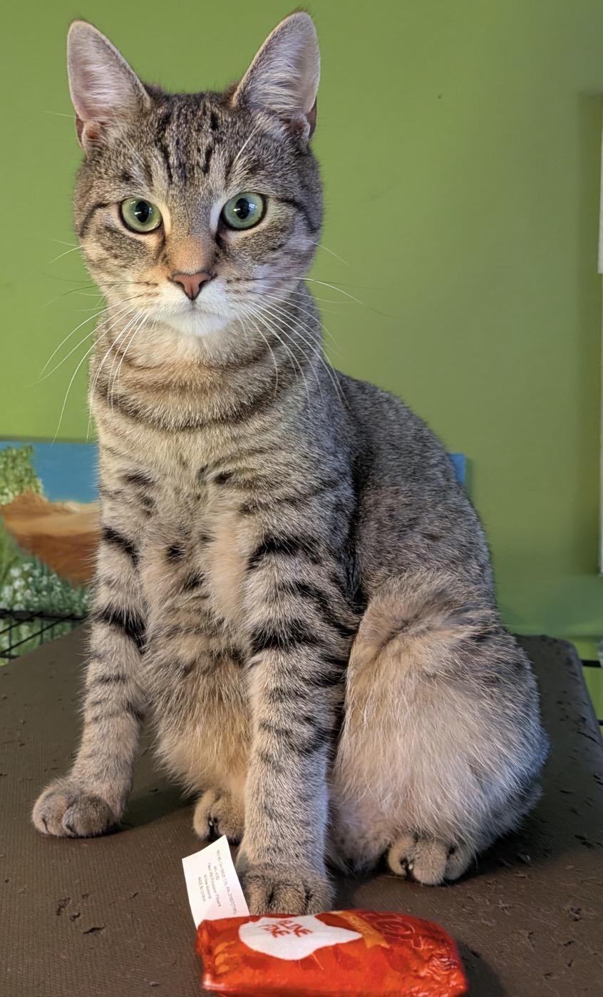 Enlarge Billy ( Silly, friendly & fun), a ADOPTABLE Domestic Short Hair in Staten Island, NY image 2/3