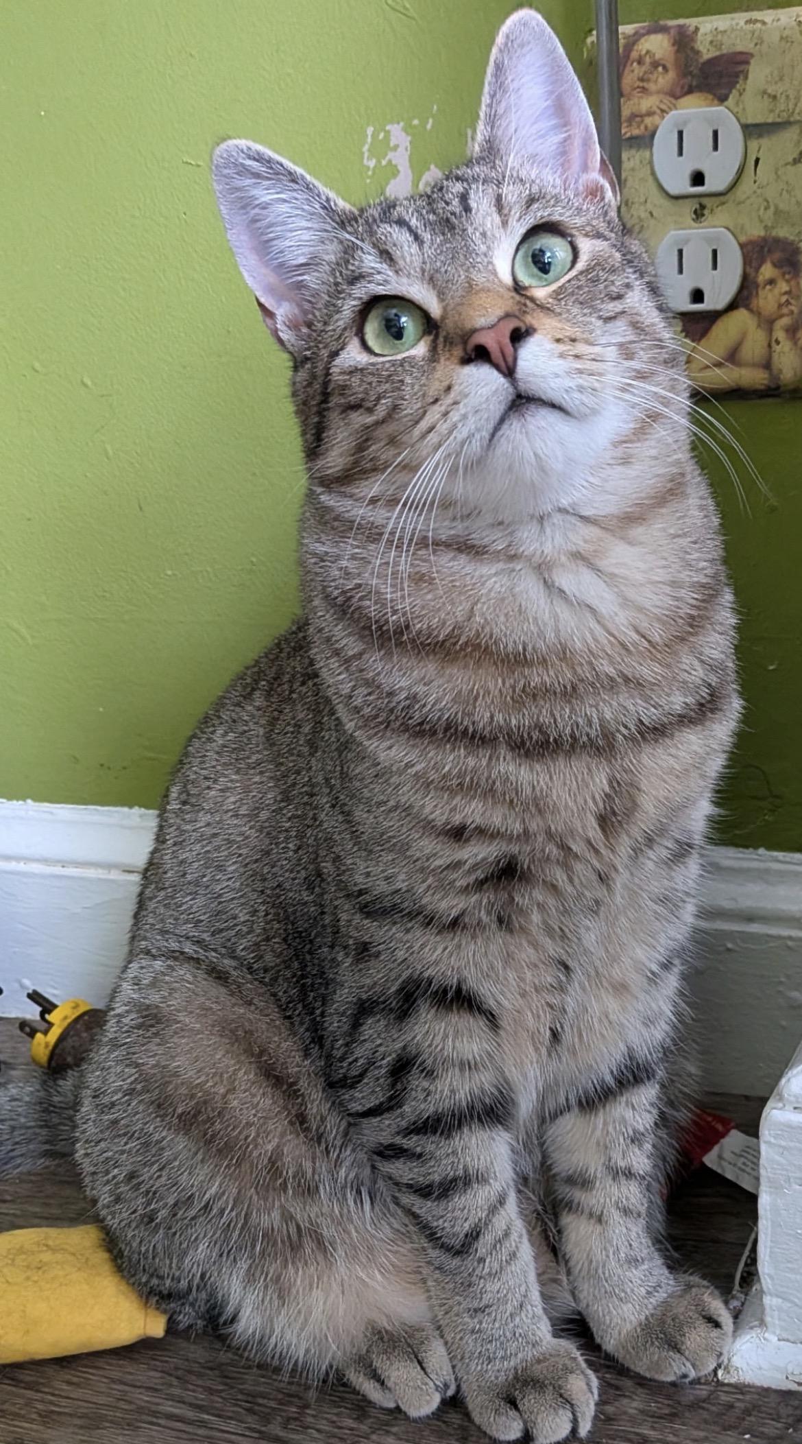 Enlarge Billy ( Silly, friendly & fun), a ADOPTABLE Domestic Short Hair in Staten Island, NY image 1/3