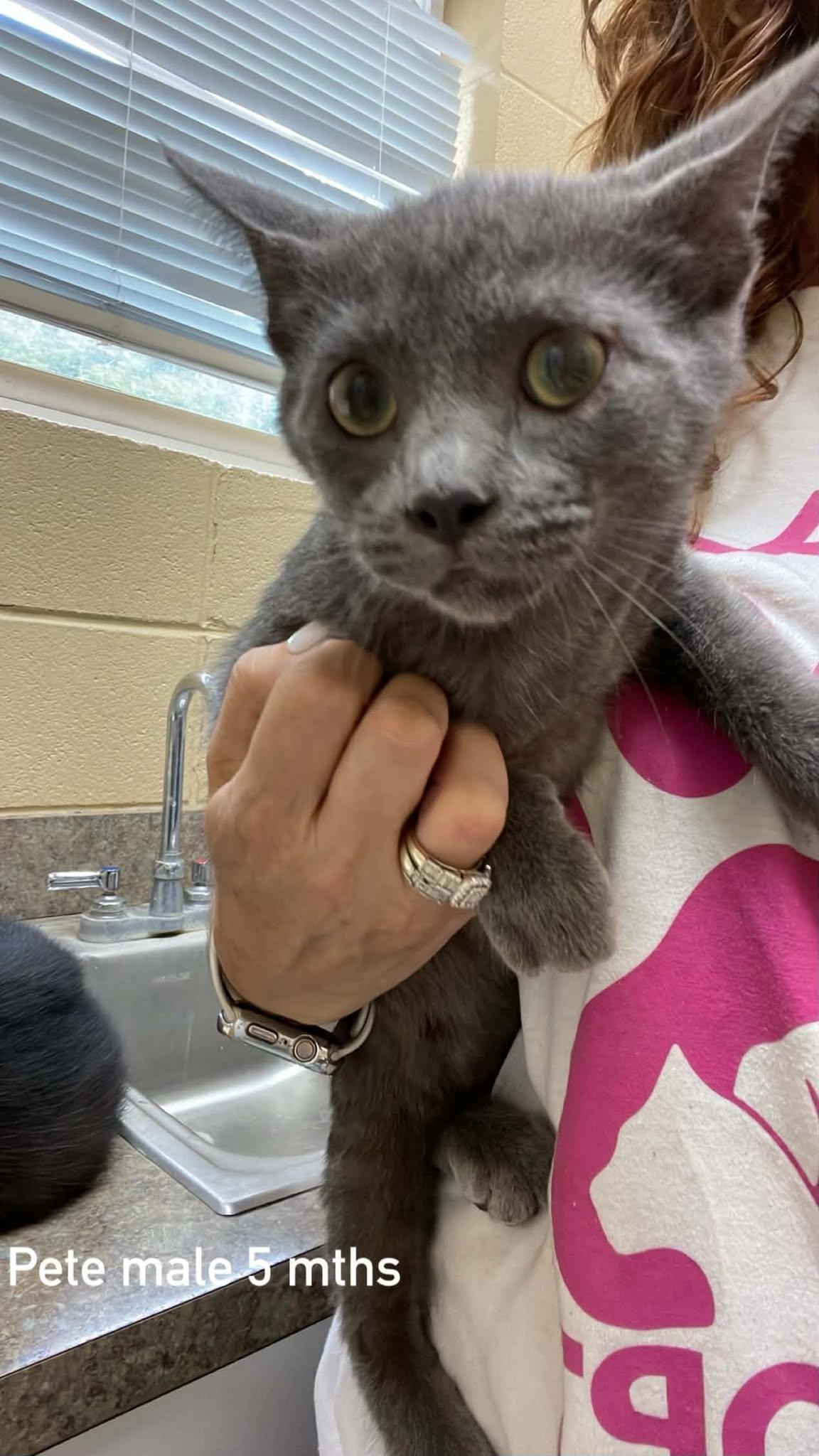 Pete, ADOPTABLE, Kitten Male Domestic Short Hair.