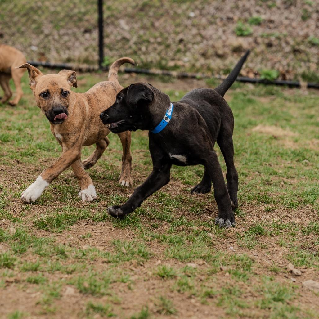 Enlarge Baelor, a Adoptable mixed breed in Pawling, NY image 1/6