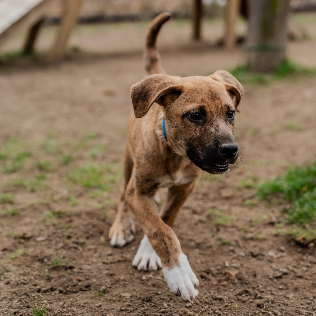 Enlarge Baelor, a Adoptable mixed breed in Pawling, NY image 2/6