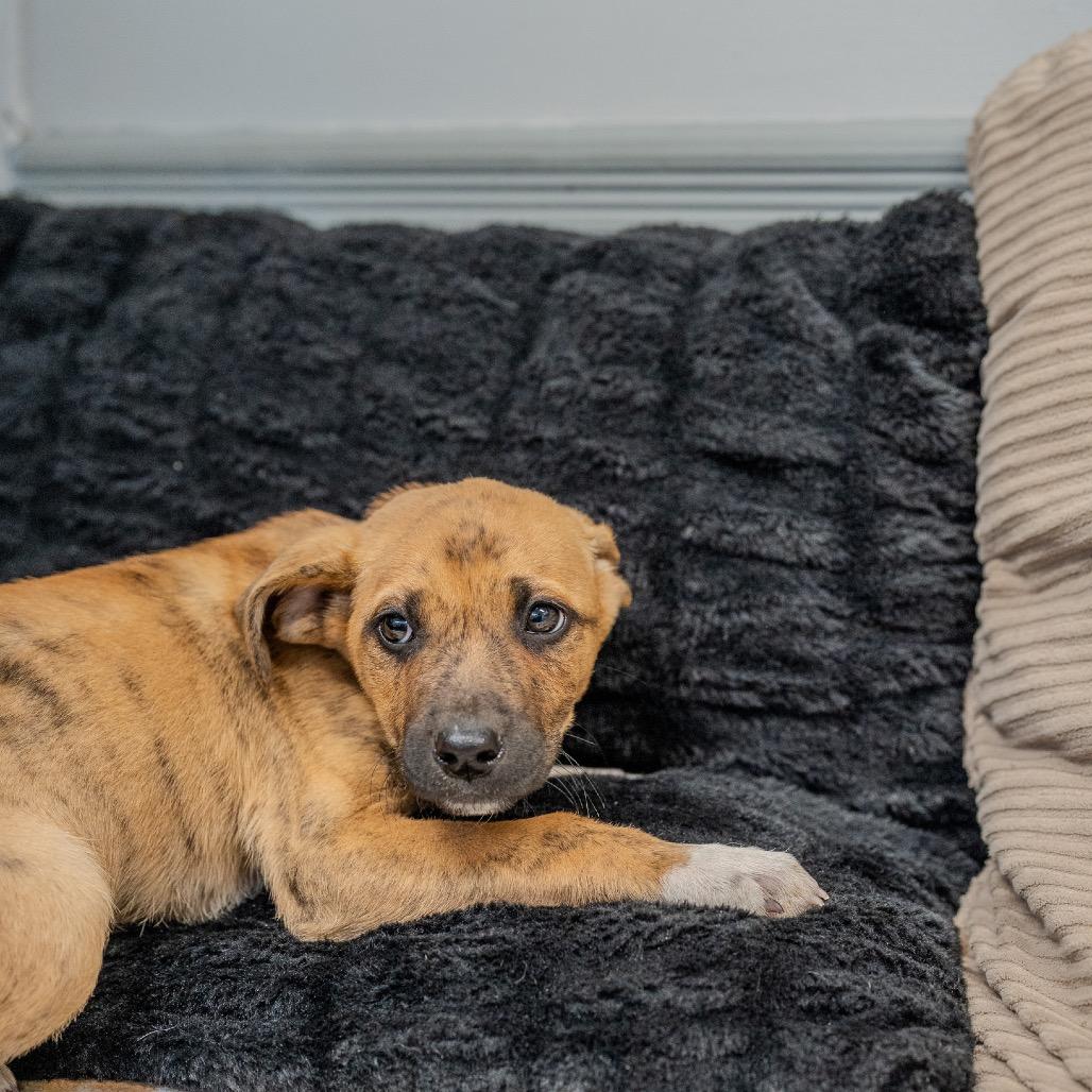 Enlarge Baelor, a Adoptable mixed breed in Pawling, NY image 2/5