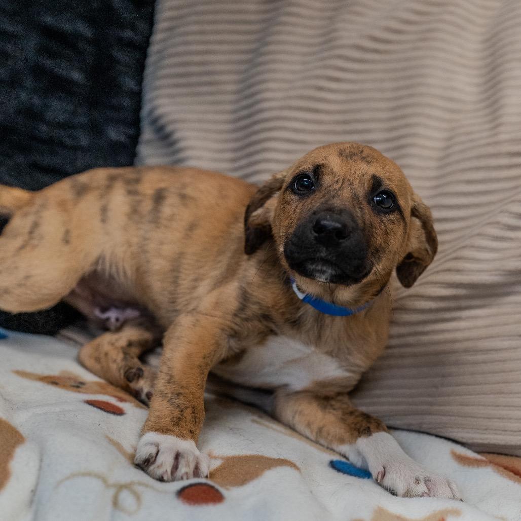 Enlarge Baelor, a Adoptable mixed breed in Pawling, NY image 3/5