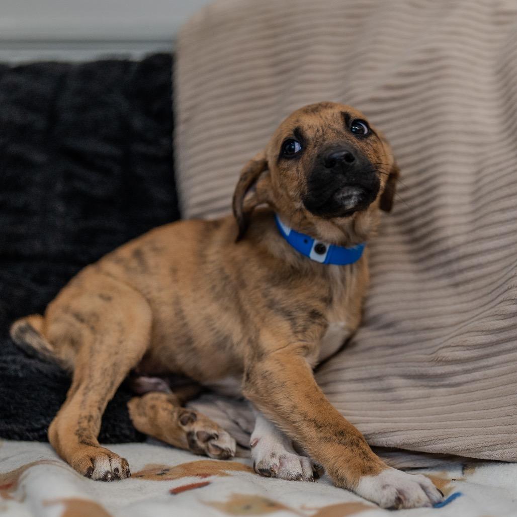 Enlarge Baelor, a Adoptable mixed breed in Pawling, NY image 4/5