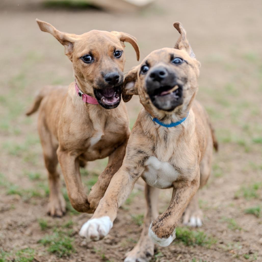 Enlarge Baelor, a Adoptable mixed breed in Pawling, NY image 4/6