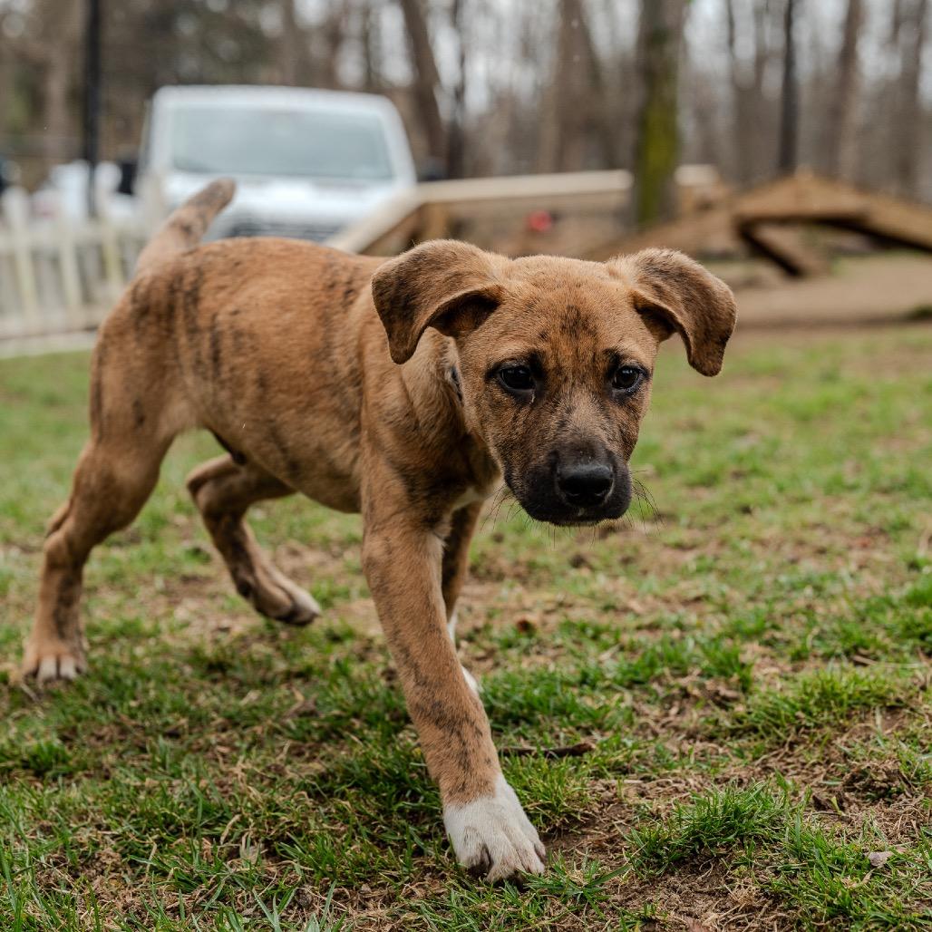 Enlarge Baelor, a Adoptable mixed breed in Pawling, NY image 5/6
