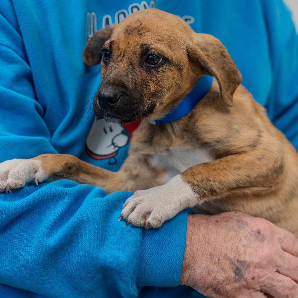 Enlarge Baelor, a Adoptable mixed breed in Pawling, NY image 5/5