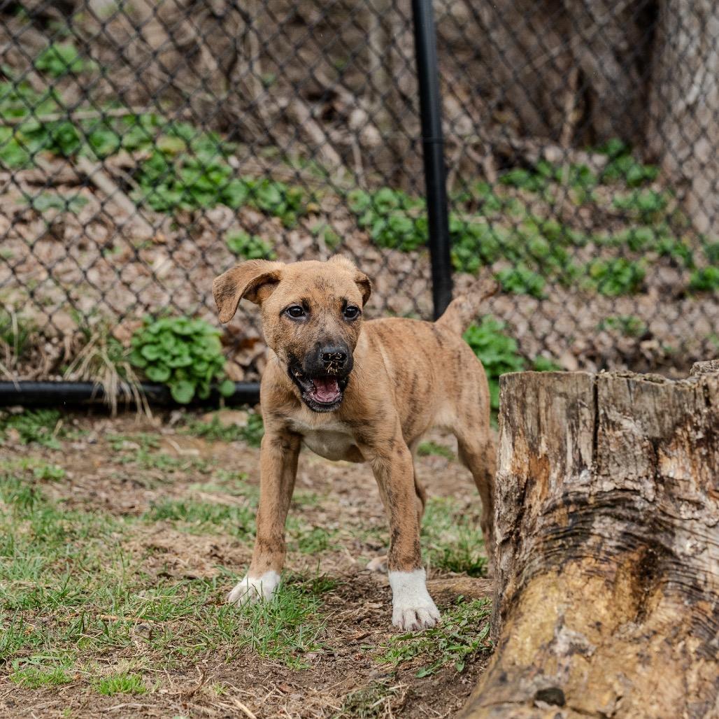 Enlarge Baelor, a Adoptable mixed breed in Pawling, NY image 6/6