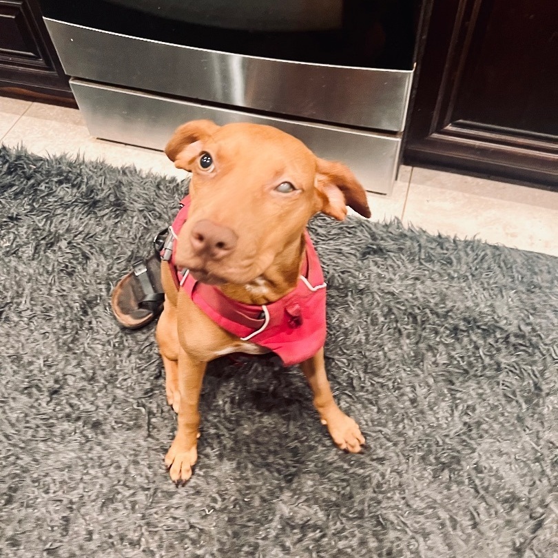 Bella, a Adopted Vizsla in Huntington, NY image 1/3