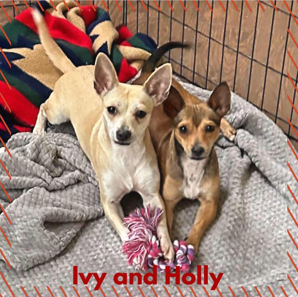 Holly & Ivy, ADOPTABLE, Young Female Chihuahua.