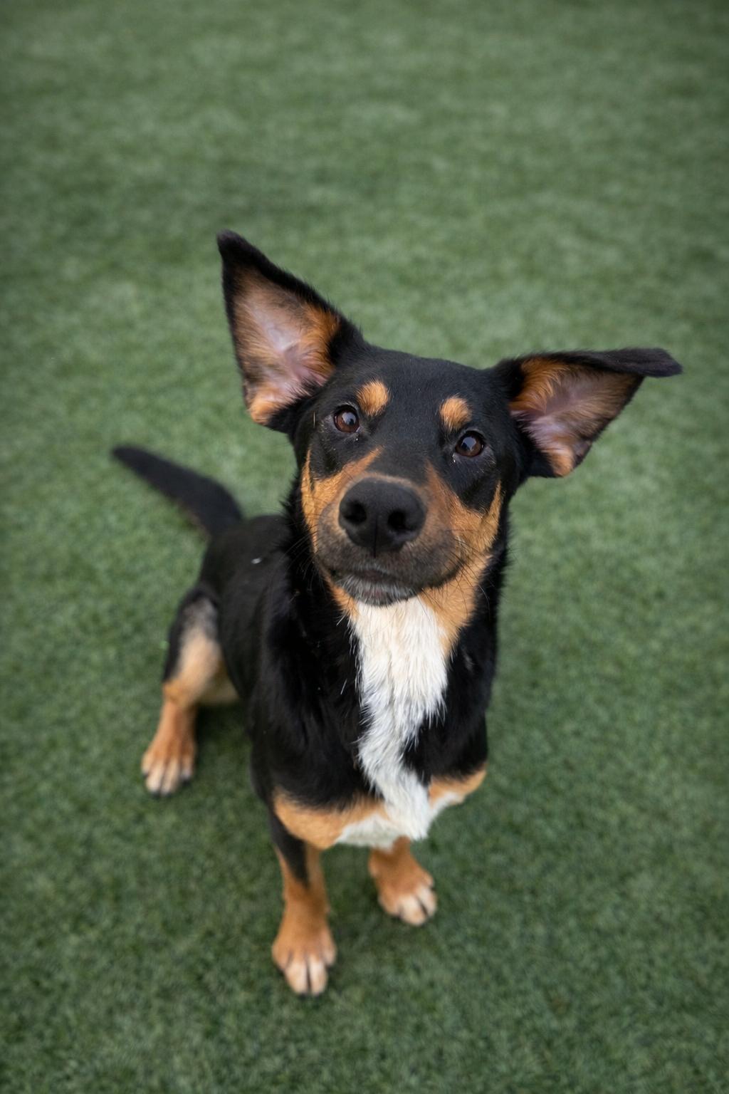 Nicholas, Adoptable, Young Male Australian Kelpie & Doberman Pinscher.