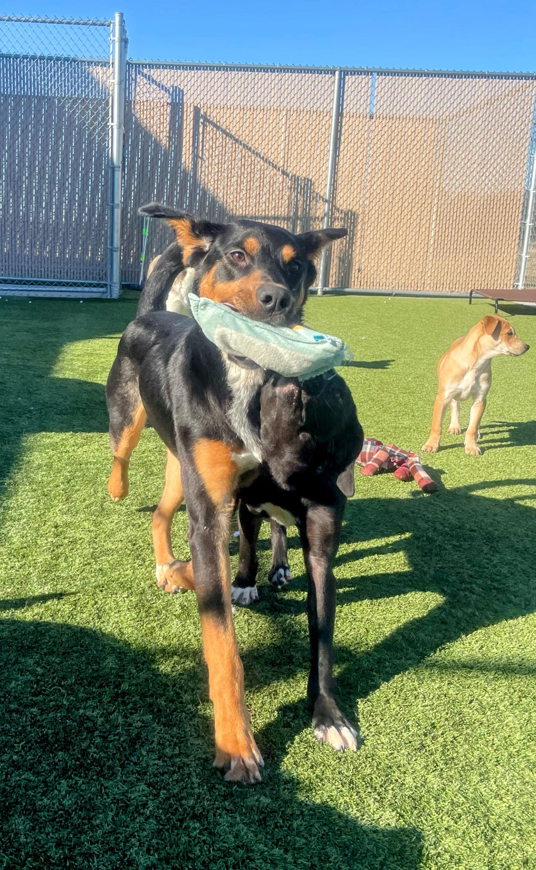 Enlarge Nicholas, a Adoptable mixed breed in Liberty, MO image 6/6