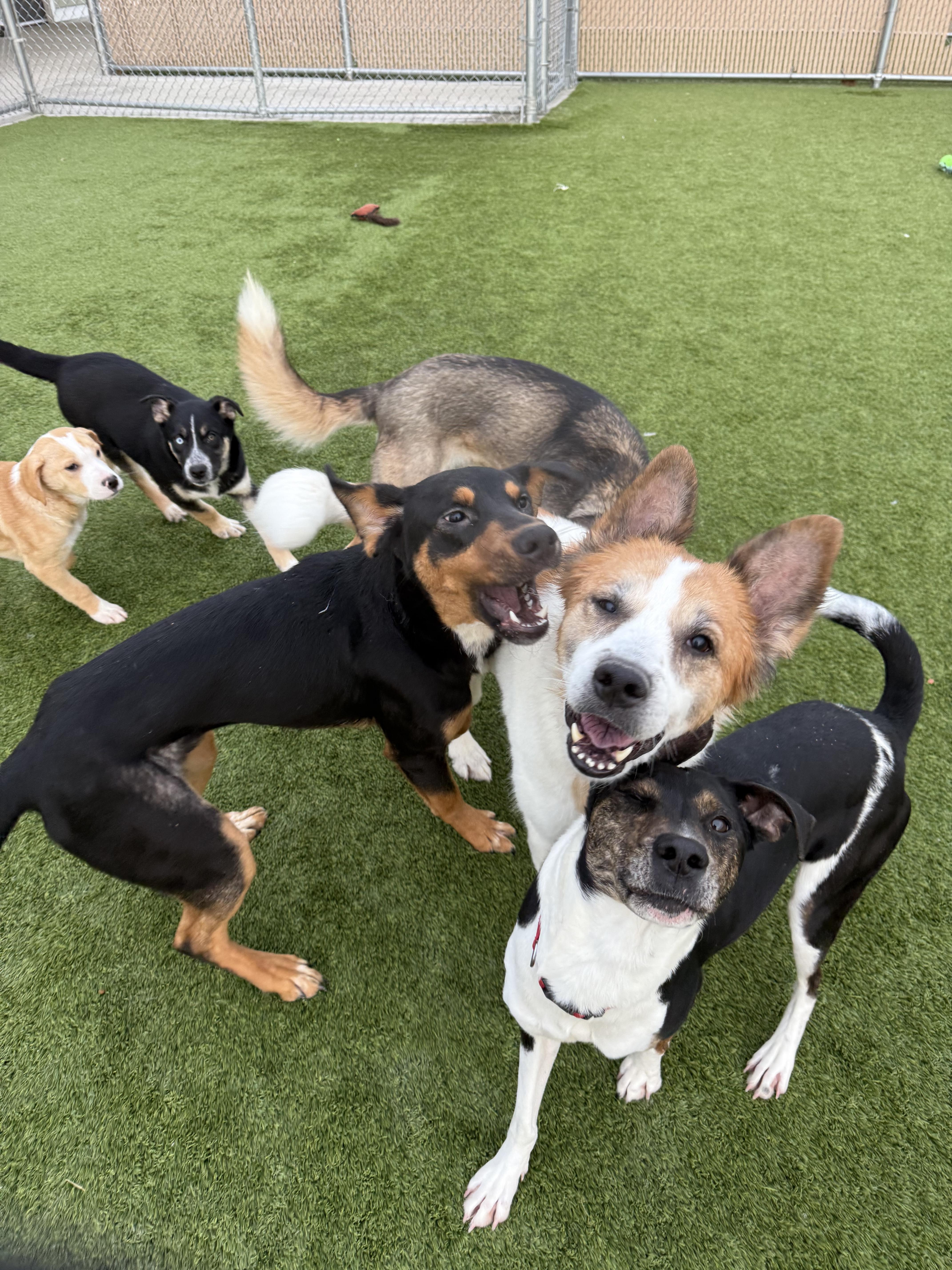 Enlarge Nicholas, a Adoptable mixed breed in Liberty, MO image 3/6