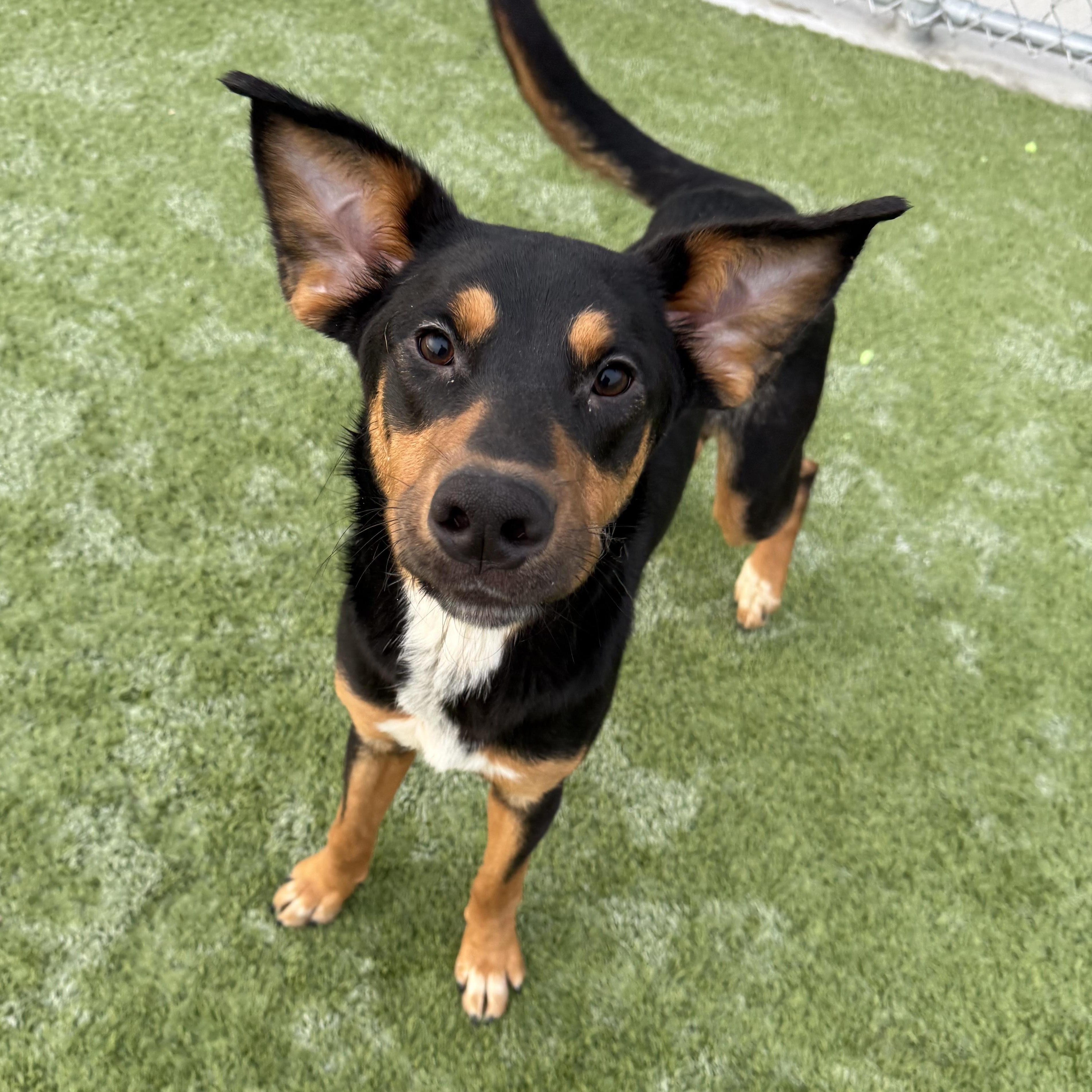 Enlarge Nicholas, a Adoptable mixed breed in Liberty, MO image 2/6