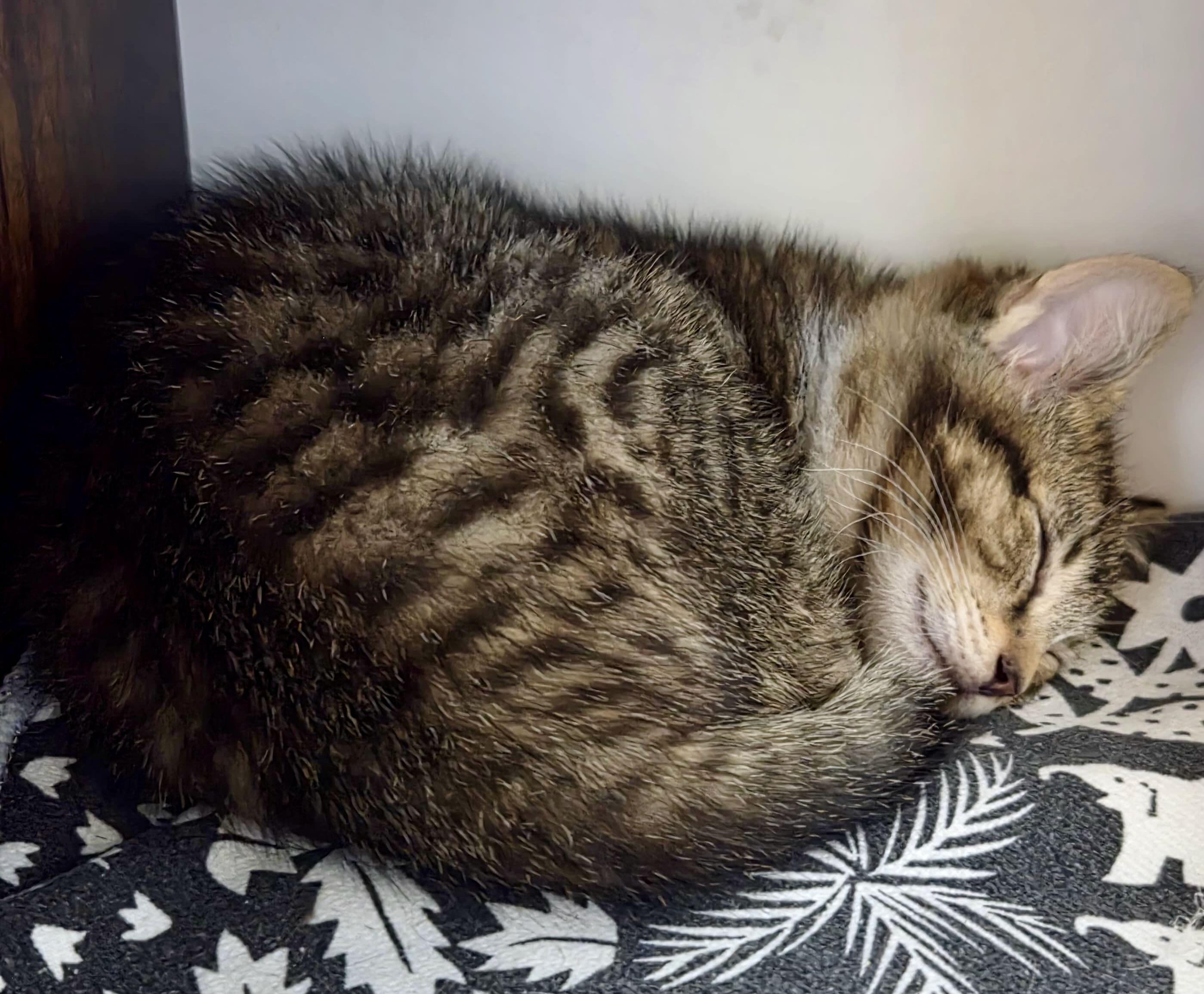 Carl, an adopted Tabby in Seattle, WA image 5/6
