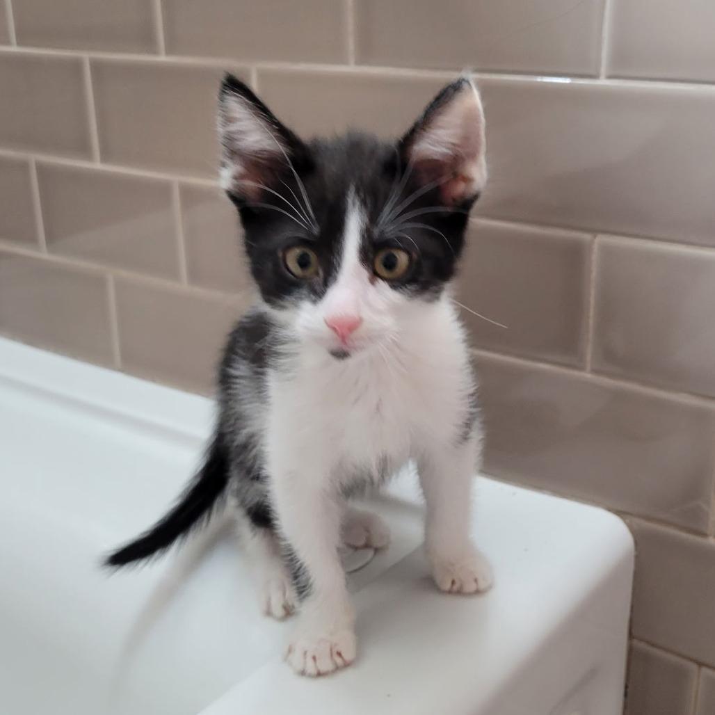 Buzz, Adoptable, Kitten Male Domestic Short Hair.