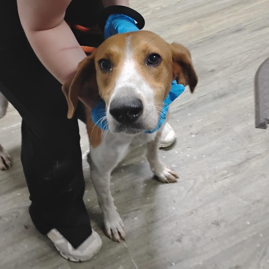 Enlarge Cobweb @ Foster, a Adoptable mixed breed in Summerville, SC image 2/3