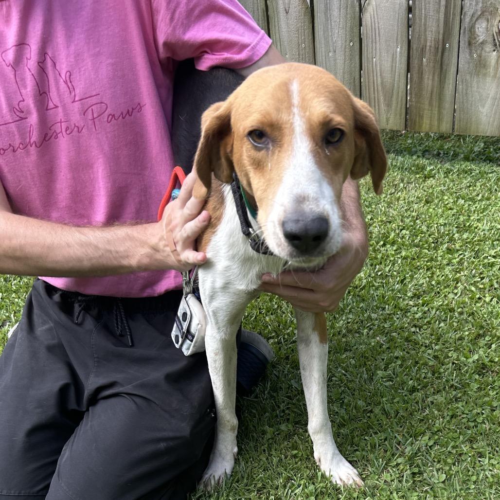 Enlarge Cobweb @ Foster, a Adoptable mixed breed in Summerville, SC image 3/3