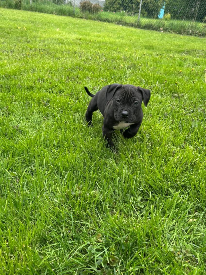 Enlarge Rolley, an adopted mixed breed in Hamilton, ON image 4/4