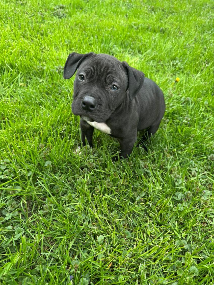 Rolley, adopted, Puppy Male American Bulldog.