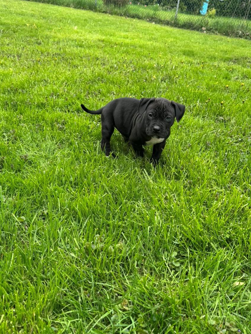 Enlarge Rolley, an adopted mixed breed in Hamilton, ON image 3/4