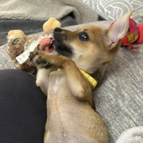 Enlarge Bailey, a Adoptable mixed breed in new york, NY image 1/4