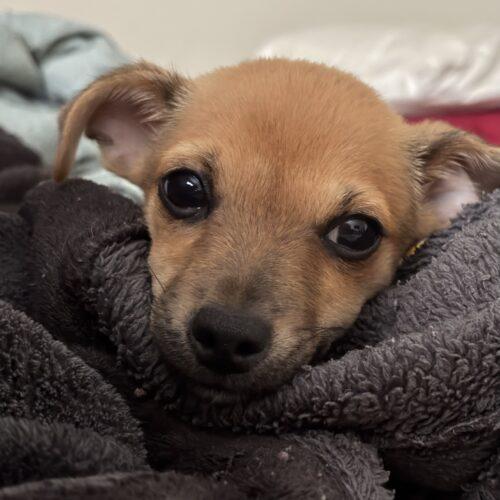 Enlarge Bailey, a Adoptable mixed breed in new york, NY image 2/4